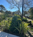 Big Beautiful Bush π³ Cover Up Anything. Large Weighted Foliage Cover ββ Weatherproof Windproof Durable Patent-Pending Realistic Front Yard Bush Design ββ Tie, Stake or Spread.