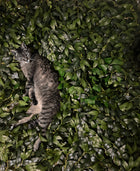 Big Beautiful Bush π³ Cover Up Anything. Large Weighted Foliage Cover ββ Weatherproof Windproof Durable Patent-Pending Realistic Front Yard Bush Design ββ Tie, Stake or Spread.