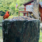 Natures Feast 🦆  Wild Bird, Squirrel & Critter Feeder