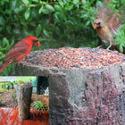 Natures Feast 🦆  Wild Bird, Squirrel & Critter Feeder