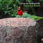 Natures Feast 🦆  Wild Bird, Squirrel & Critter Feeder