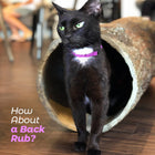 Kitty Stump 🐈  Hollow Log Cat Hideaway