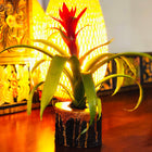 Bushy Box 🌺 Give It to Her with Love