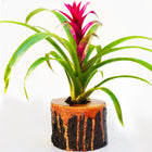 Bushy Box 🌺 Give It to Her with Love