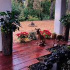 Bushy Box ๐ณ  Large Hollow Log Planter