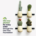 A Little Pop of Life 🌺