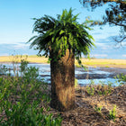 Bushy Box ๐ณ  Large Hollow Log Planter