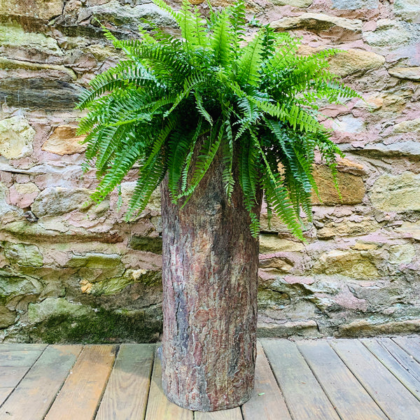 Can I Buy Hollow Logs for Landscaping or Decor?