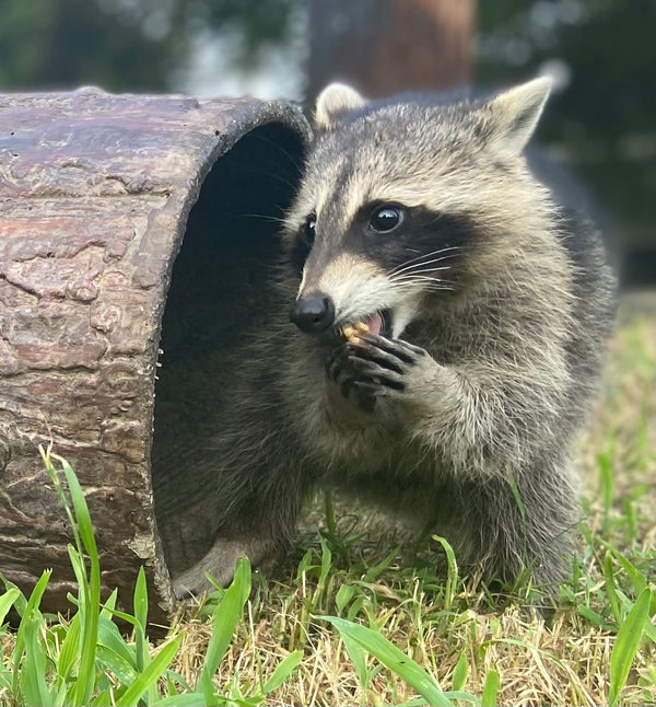 How Do I Make a Hollow Log Safe for Animals?