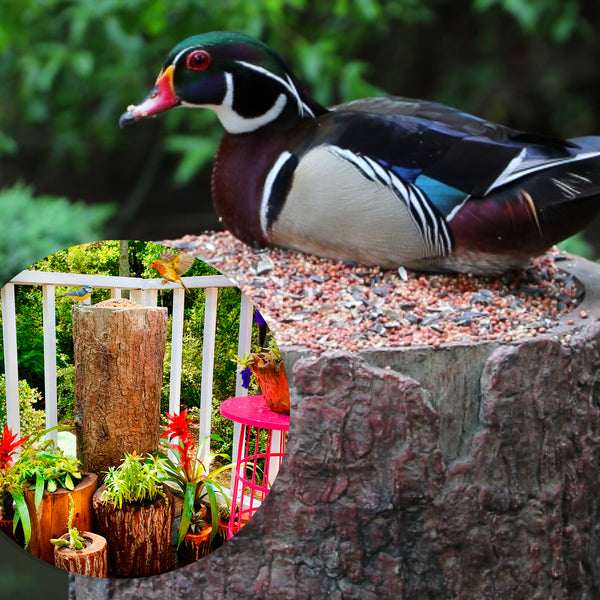 How Can I Attract Wildlife to My Backyard?
