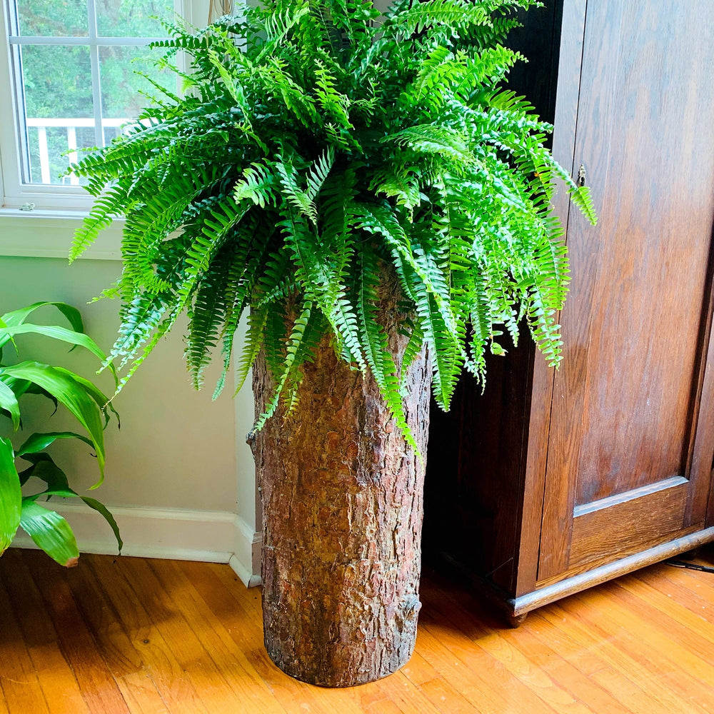 vintage indoor plant stand Country Corner 🌳 Vintage Plant and Fern Stand – BushyBox!