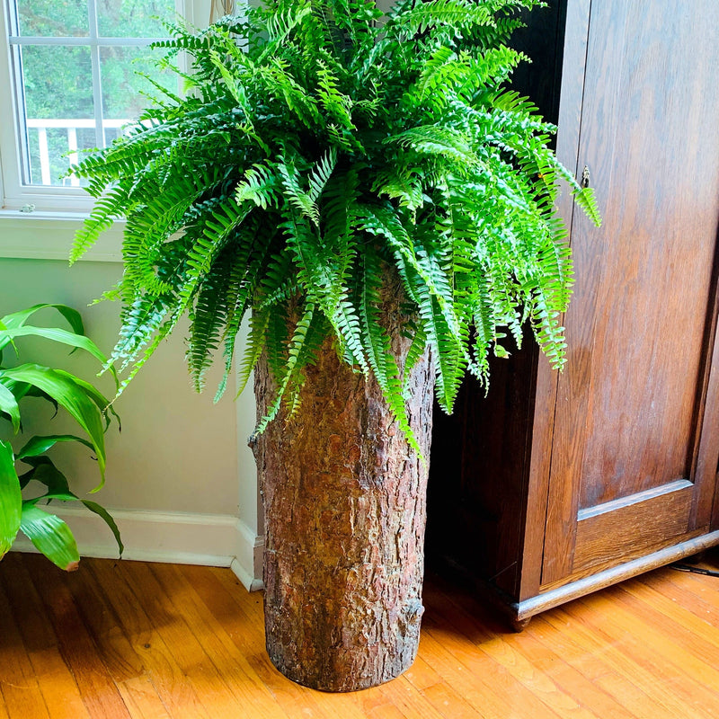 farmhouse indoor plant stand Country Corner π³ Vintage Plant and Fern Stand β BushyBox!