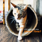 Kitty Stump 🐈  Hollow Log Cat Hideaway