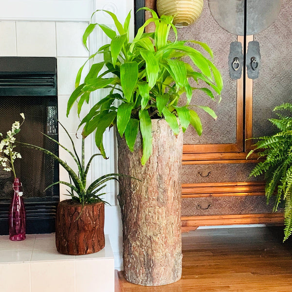 indoor single plant stand Country Corner ๐ณ Vintage Plant and Fern Stand โ BushyBox!